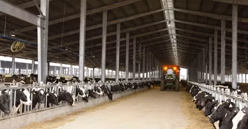 Một góc trang trại chăn nuôi bò sữa theo công nghệ cao của Tập đoàn TH tại tỉnh Nghệ An.