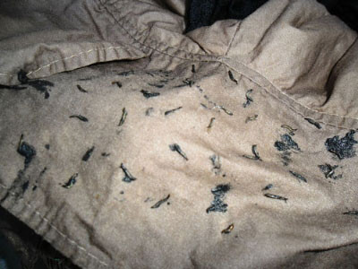 Nhiều sinh vật lạ giống đỉa trong bộ quần áo may sẵn do bà Nguyễn Thị Phụng (huyện Phú Hòa - Phú Yên) mới mua về. Ảnh: Hồng Ánh Nhiều sinh vật lạ giống đỉa trong bộ quần áo may sẵn do bà Nguyễn Thị Phụng (huyện Phú Hòa - Phú Yên) mới mua về. Ảnh: Hồng Ánh