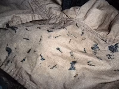 Nhiều sinh vật lạ giống đỉa trong bộ quần áo may sẵn do bà Nguyễn Thị Phụng (huyện Phú Hòa - Phú Yên) mới mua về. Ảnh: Hồng Ánh