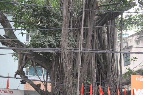 Chuyện chưa kể về cây đa sát nhà hộ sinh, Tin tức trong ngày,