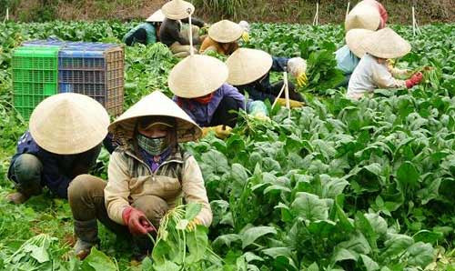 Hành tây, khoai tây TQ chứa chất ướp xác?, Tin tức trong ngày, chat uop xac, khoai tay, hanh tay, nong san, trung quoc, thuc vat, nhap khau, bao