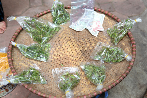 Vợt châu chấu, hốt bạc 60 triệu đồng/tháng ảnh 1 Vợt châu chấu, hốt bạc 60 triệu đ/tháng, Tin tức trong ngày, nghe vot chau chau, chau chau,chim canh ,chim, mua chau chau, moi chim