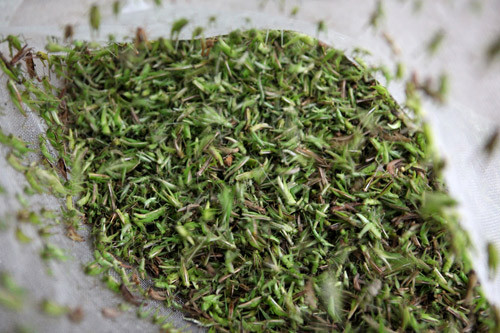 Vợt châu chấu, hốt bạc 60 triệu đồng/tháng ảnh 11 Vợt châu chấu, hốt bạc 60 triệu đ/tháng, Tin tức trong ngày, nghe vot chau chau, chau chau,chim canh ,chim, mua chau chau, moi chim