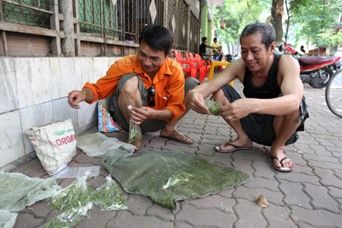 Vợt châu chấu, hốt bạc 60 triệu đồng/tháng ảnh 9 Vợt châu chấu, hốt bạc 60 triệu đ/tháng, Tin tức trong ngày, nghe vot chau chau, chau chau,chim canh ,chim, mua chau chau, moi chim