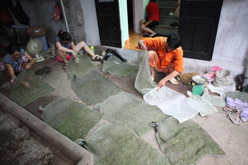 Vợt châu chấu, hốt bạc 60 triệu đồng/tháng ảnh 10 Vợt châu chấu, hốt bạc 60 triệu đ/tháng, Tin tức trong ngày, nghe vot chau chau, chau chau,chim canh ,chim, mua chau chau, moi chim