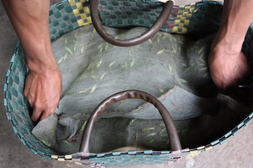 Vợt châu chấu, hốt bạc 60 triệu đồng/tháng ảnh 4 Vợt châu chấu, hốt bạc 60 triệu đ/tháng, Tin tức trong ngày, nghe vot chau chau, chau chau,chim canh ,chim, mua chau chau, moi chim