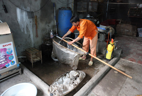 Vợt châu chấu, hốt bạc 60 triệu đồng/tháng ảnh 12 Vợt châu chấu, hốt bạc 60 triệu đ/tháng, Tin tức trong ngày, nghe vot chau chau, chau chau,chim canh ,chim, mua chau chau, moi chim