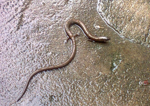 Đồng Tháp xuất hiện 