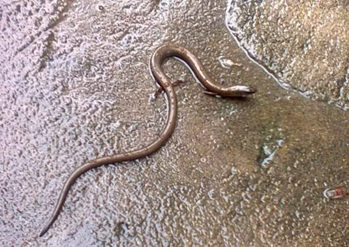 Đồng Tháp xuất hiện 