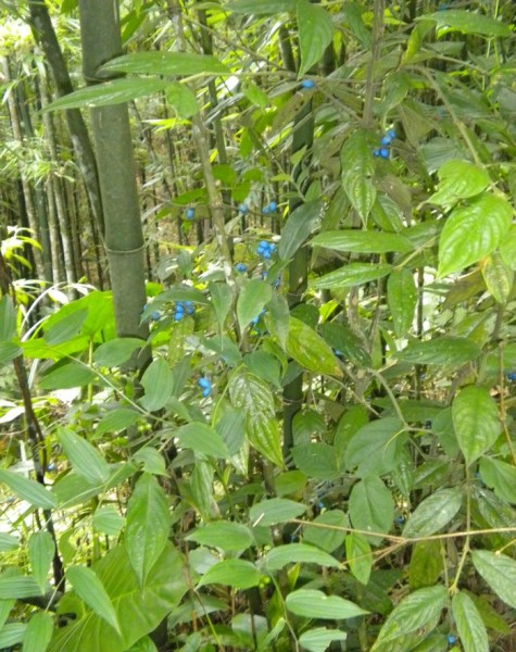 Người dân vùng núi thường dùng cây chàm để nhuộm quần áo. Người dân vùng núi thường dùng cây chàm để nhuộm quần áo.