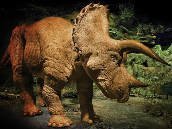 Chú khủng long ba sừng giả này có chiều dài khoảng 6 m và có thể nghiêng đầu, gầm gừ, di chuyển như khủng long thật. Tất nhiên, giá cũng không hề rẻ, 350.000 USD/con. Chú khủng long ba sừng giả này có chiều dài khoảng 6 m và có thể nghiêng đầu, gầm gừ, di chuyển như khủng long thật. Tất nhiên, giá cũng không hề rẻ, 350.000 USD/con.