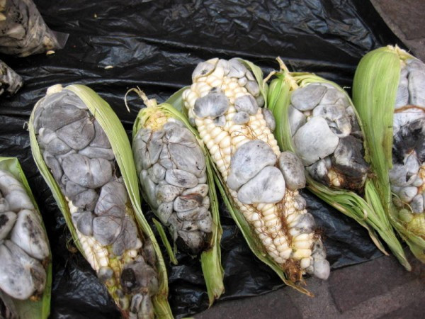 Huitlacoche (Mexico) Nói một cách chính xác, đây là những bắp ngô đã bị mốc. Nhưng đừng lo, nó sẽ không gây tổn hại đến sức khỏe của bạn bởi trong thực tế, loại nấm mốc này được coi là một món ăn ở Mexico và thường đắt hơn so với ngô bình thường. Huitlacoche có hương vị giống như loại nấm và thường đi kèm trong thực đơn bữa ăn sáng như là một món ăn phổ biến của người dân địa phương. Huitlacoche (Mexico) Nói một cách chính xác, đây là những bắp ngô đã bị mốc. Nhưng đừng lo, nó sẽ không gây tổn hại đến sức khỏe của bạn bởi trong thực tế, loại nấm mốc này được coi là một món ăn ở Mexico và thường đắt hơn so với ngô bình thường. Huitlacoche có hương vị giống như loại nấm và thường đi kèm trong thực đơn bữa ăn sáng như là một món ăn phổ biến của người dân địa phương.