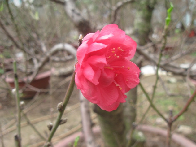 Đào đã bắt đầu khoe sắc thắm chào đớn mùa xuân