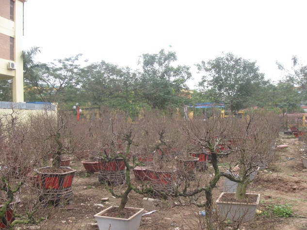 Những vườn đào được bày bán đang ngày một xuất hiện nhiều tại dọc đường Lạc Long Quân