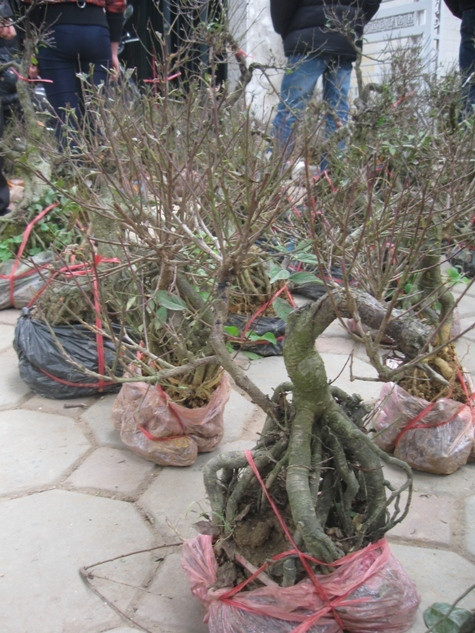 Mai trắng giá mềm 75.000 đồng/gốc được bày bán cũng được đông đảo khách du xuân quan tâm.