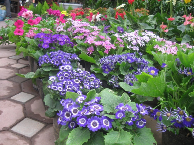 Những gian hàng Trạng nguyên, Mai trắng, Hải đường, Trà, Dạ yến, Đỗ quyên, Đồng tiền,… luôn thu hút khá đông khách mua vì màu sắc rực rỡ, bắt mắt.