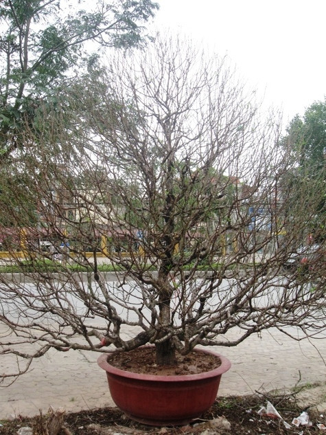 Một gốc đào dáng thông có giá gần 40 triệu của vườn đào nhà anh Hoan