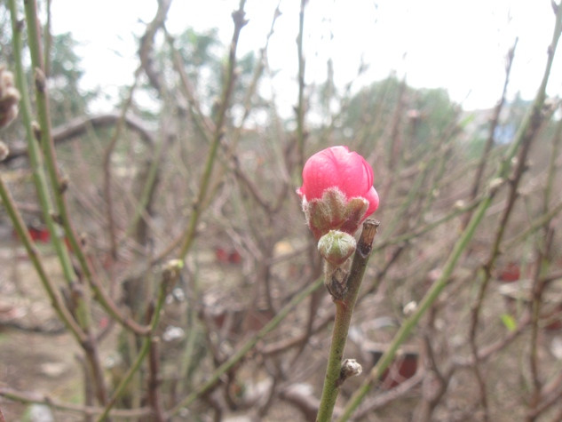 Nụ đào đang chờ hơi ấm mùa cuân để bung nở