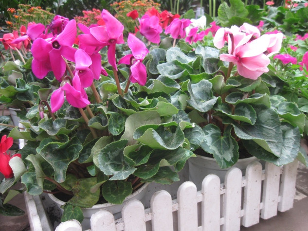 Một chậu hoa Dạ yến thảo này có giá 100.000 đồng