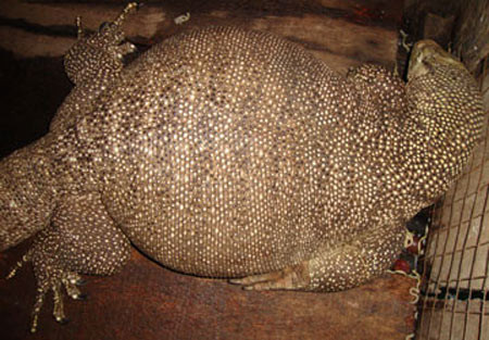 Do xo di xem rong o Ben Tre