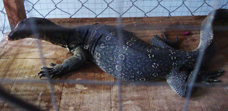 Do xo di xem rong o Ben Tre