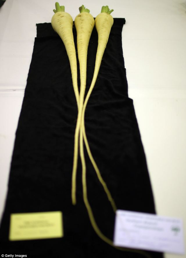 Củ cải vàng có rễ rất dài Củ cải vàng có rễ rất dài