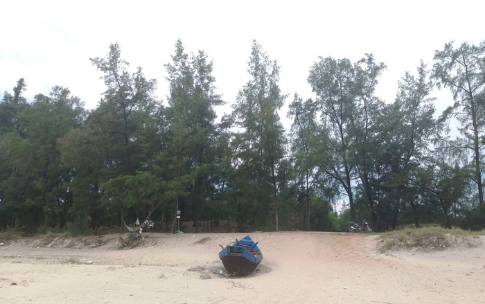 Những cánh rừng thông như “lá chắn sống” cho cả làng trong mùa mưa bão có thể bị triệt hạ lấy đất cho dự án.