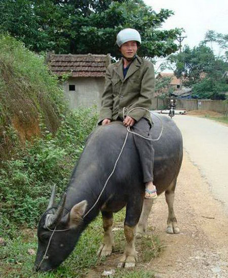 Và tậu về anh này làm phương tiện đi lại. Mặc dù nhà quê, nhưng bố mẹ em hết sức tuân thủ luật giao thông Và tậu về anh này làm phương tiện đi lại. Mặc dù nhà quê, nhưng bố mẹ em hết sức tuân thủ luật giao thông