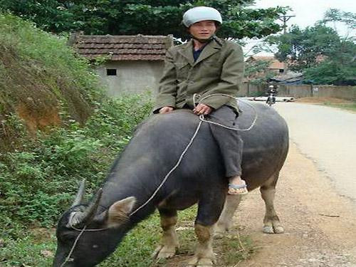 Cưỡi trâu, đội mũ bảo hiểm- phong cách thời trang khác biệt Cưỡi trâu, đội mũ bảo hiểm- phong cách thời trang khác biệt