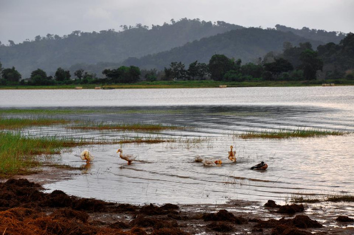 Đàn vịt lội nước bơi vào bờ...
