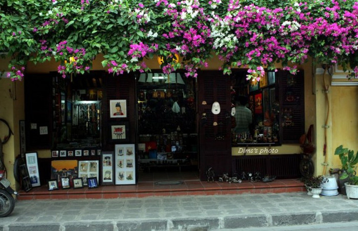 Những dàn hoa giấy trước cửa nhà với nhiều màu sắc, đằng sau dàn hoa ấy là ngôi nhà cổ bày bán tranh và đồ cổ