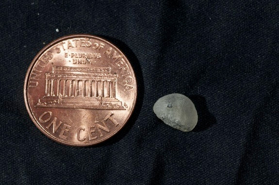 Theo kết quả phân tích gen, hóa thạch xương ngón tay này ( bên cạnh đồng xu ) được cho là của một đứa trẻ da đen, tóc nâu và mắt nâu