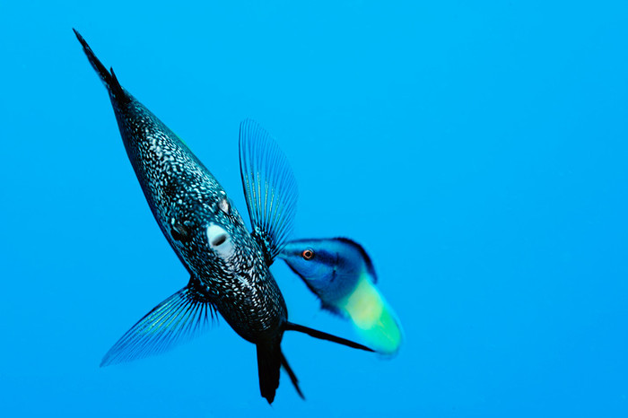 Một con cá thuộc họ Labridae đang ăn các sinh vật phù du nhỏ bám trên mình con cá bướm sắt