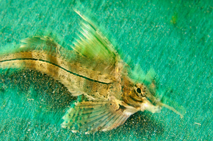 Một con cá gai cái với cái mũi dài đang hòa mình vào cơn mưa cát tại vùng biển Hokkaido.