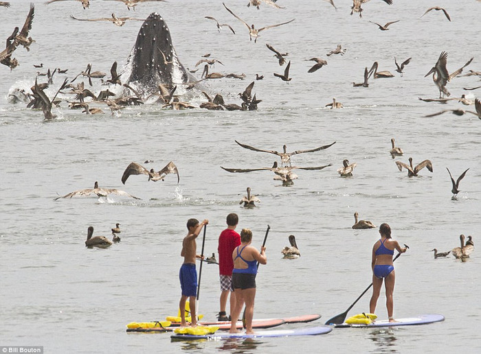 Mặc dù đã được cảnh báo rằng các du khách phải quan sát con vật đang đói này ở khoảng cách ít nhất là 100 mét nếu không sẽ bị phạt 50 nghìn USD, song một số người xem vẫn tiến gần để được tận mắt chứng kiến cảnh tưởng thú vị mà không hề cảm thấy nguy hiểm.