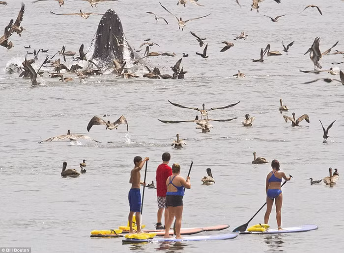 Mặc dù đã được cảnh báo rằng các du khách phải quan sát con vật đang đói này ở khoảng cách ít nhất là 100 mét nếu không sẽ bị phạt 50 nghìn USD, song một số người xem vẫn tiến gần để được tận mắt chứng kiến cảnh tưởng thú vị mà không hề cảm thấy nguy hiểm. Mặc dù đã được cảnh báo rằng các du khách phải quan sát con vật đang đói này ở khoảng cách ít nhất là 100 mét nếu không sẽ bị phạt 50 nghìn USD, song một số người xem vẫn tiến gần để được tận mắt chứng kiến cảnh tưởng thú vị mà không hề cảm thấy nguy hiểm.