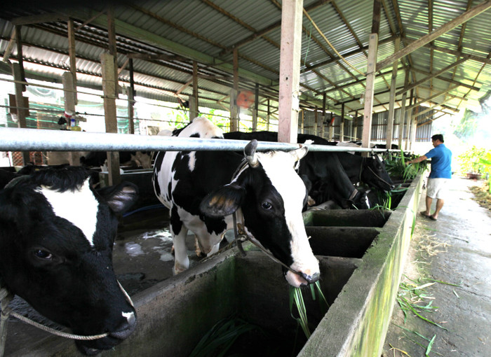 Đông đảo nông dân chăn nuôi bò sữa huyện Củ Chi, TP.Hồ Chí Minh đến tham dự chương trình triển khai tái ký hợp đồng thu mua sữa tươi nguyên liệu năm 2016 do Vinamilk tổ chức. Đông đảo nông dân chăn nuôi bò sữa huyện Củ Chi, TP.Hồ Chí Minh đến tham dự chương trình triển khai tái ký hợp đồng thu mua sữa tươi nguyên liệu năm 2016 do Vinamilk tổ chức.