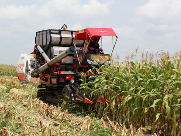 Bấu Đức thu 114 tỉ đồng từ trồng bắp Bấu Đức thu 114 tỉ đồng từ trồng bắp