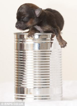 Nằm vừa trên nắp hộp Nằm vừa trên nắp hộp