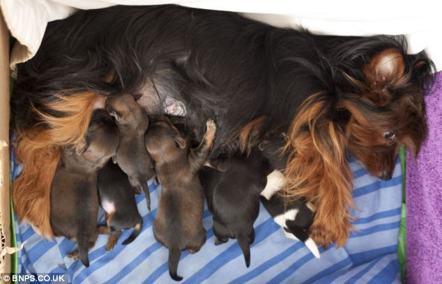 Trọng lượng trung bình của loài chó này là 4,5 ounces (khoảng 125g) và có thể tăng lên đến 15 pound (hơn 6kg) khi trưởng thành. Trọng lượng trung bình của loài chó này là 4,5 ounces (khoảng 125g) và có thể tăng lên đến 15 pound (hơn 6kg) khi trưởng thành.