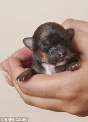 Tuy nhiên, với chú cún này, các bác sĩ thú y dự đoán nó chỉ có thể nặng 1,5 pounds ( 600g ) khi trưởng thành. Tuy nhiên, với chú cún này, các bác sĩ thú y dự đoán nó chỉ có thể nặng 1,5 pounds ( 600g ) khi trưởng thành.