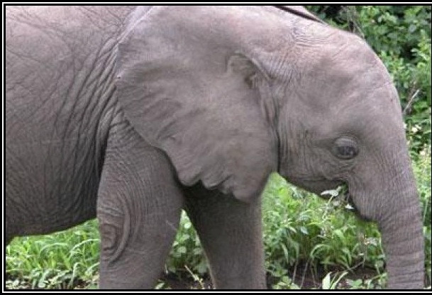 Bạn có thấy 1 gương mặt trong bức ảnh này ?