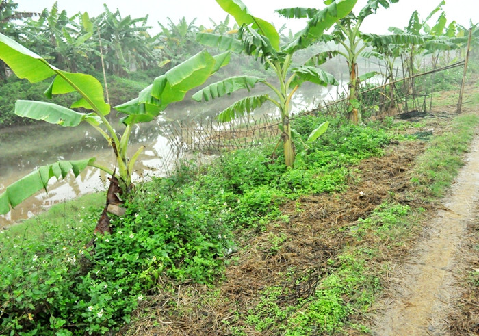 Để ngăn cản lực lượng cưỡng chế vào nhà mình, anh em nhà ông Vươn đã bố trí sẵn những hàng rào bằng tre, nứa. Đây là phần bên trái của lớp hàng rào thứ nhất (đi từ để vào đầm nhà ông Vươn) Để ngăn cản lực lượng cưỡng chế vào nhà mình, anh em nhà ông Vươn đã bố trí sẵn những hàng rào bằng tre, nứa. Đây là phần bên trái của lớp hàng rào thứ nhất (đi từ để vào đầm nhà ông Vươn)