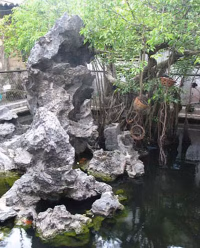 Cây sanh do Ngô Đình Cẩn trồng nay thuộc sở hữu của vợ chồng ông Sự - bà Oanh.