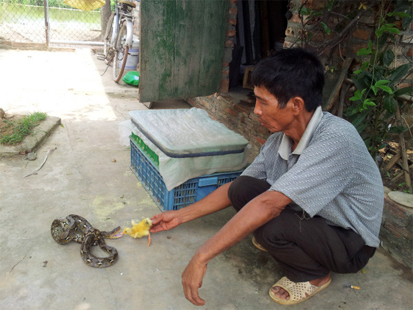 Thức ăn cho rắn cũng không cầu kỳ chỉ là những con gà, vịt, ngan mới nở…được mua từ các lò ấp thải loại với giá từ 25.000 – 30.000 đồng/kg. Mỗi con rắn thường 3 ngày mới ăn một lần, và thường nuôi 2 năm thì sẽ thu hoạch.