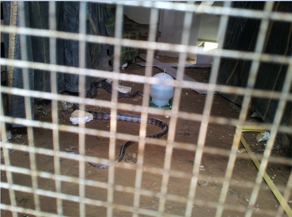 Giá bán một kg rắn tùy thuộc vào loài rắn độc hay không độc. Rắn độc được bán với giá khá cao từ 1-3 triệu đồng/kg, rắn không độc có giá chỉ vài chục nghìn đồng/kg.