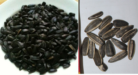 Hướng dương Nga thật (trái) và hạt hướng dương Nga nhái (phải) đang bán trà trộn trên thị trường những ngày gần Tết.