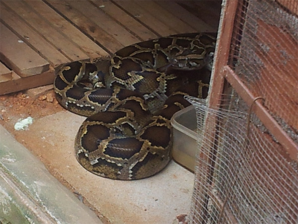 Theo nhẩm tính ông Quyết thì: Nếu tính bình quân một hộ gia đình nuôi rắn chuyên nghiệp tại Vĩnh Sơn có mức lợi nhuận một năm khoảng vài tỷ đồng (khoảng từ 1-3 tỷ).