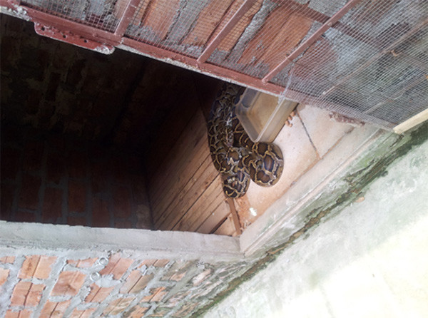 Là một trong 850 hộ gia đình nuôi rắn ở Vĩnh Sơn (thị trấn Vĩnh Tường, huyện Vĩnh Tường, tỉnh Vĩnh Phúc), gia đình ông Nguyễn Văn Quyết - chủ tịch xã, đang sở hữu một trại rắn có quy mô 7.000m2 với khoảng 3.000 con rắn. Có đủ các loại rắn được nuôi, từ rắn độc như hổ mang chúa (có con nặng tới 15kg đã nuôi được 6 năm) đến các loại rắn không độc như hổ trâu, hổ mang thường,…