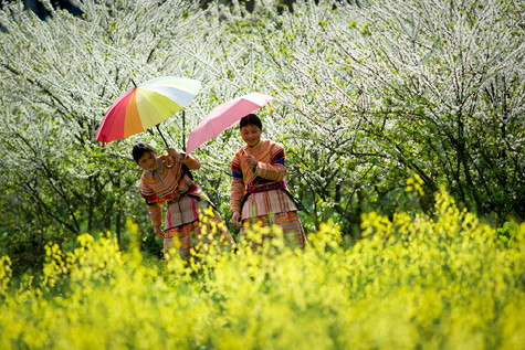 Đối với cảnh sắc Việt Nam vào Xuân, miền Bắc là điểm đến bạn phải nghĩ đầu tiên. (Ảnh minh họa) Đối với cảnh sắc Việt Nam vào Xuân, miền Bắc là điểm đến bạn phải nghĩ đầu tiên. (Ảnh minh họa)